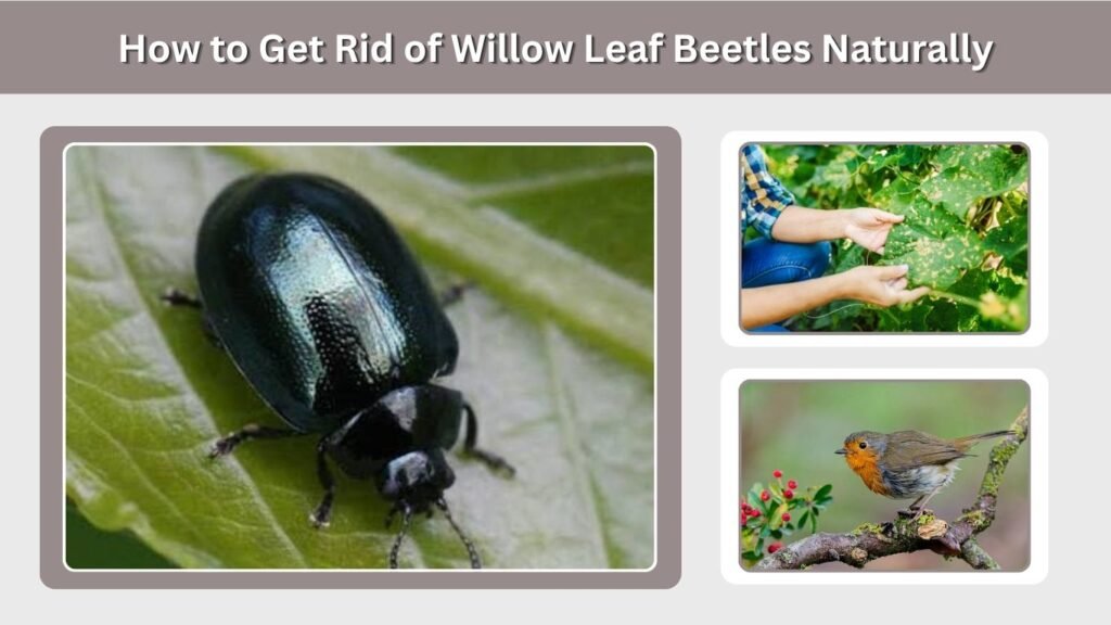 How to Get Rid of Willow Leaf Beetles Naturally