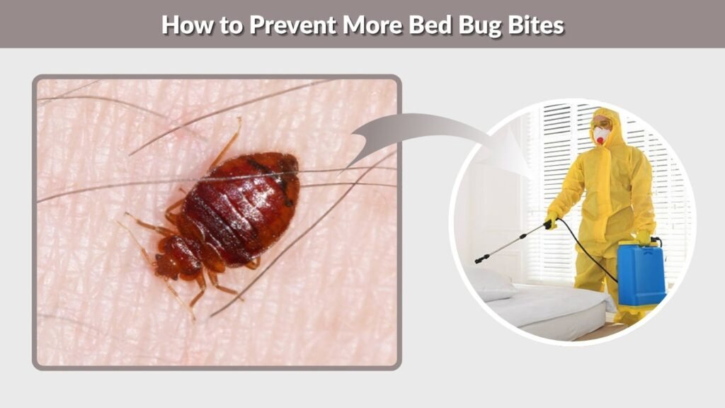 How to Prevent More Bed Bug Bites