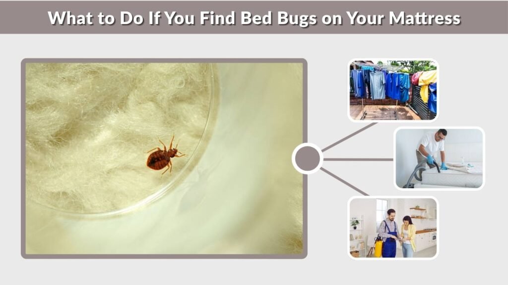 Spring Insects Background How to Check for Bed Bugs on a Mattress: 7 Easy Steps