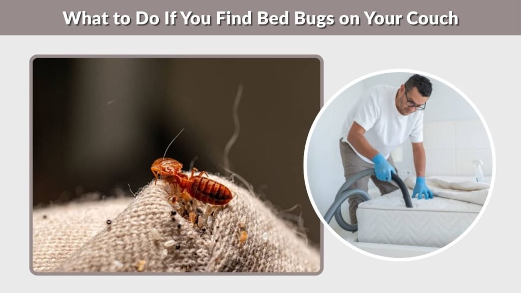 What to Do If You Find Bed Bugs on Your Couch