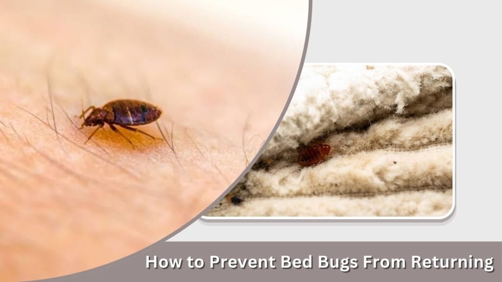 How to Prevent Bed Bugs From Returning