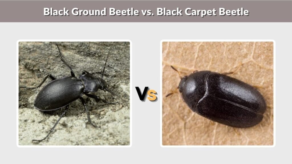 Black Ground Beetle vs. Black Carpet Beetle