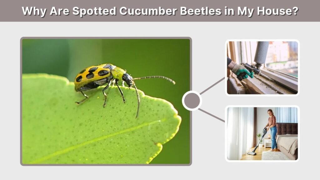 Why Are Spotted Cucumber Beetles in My House?