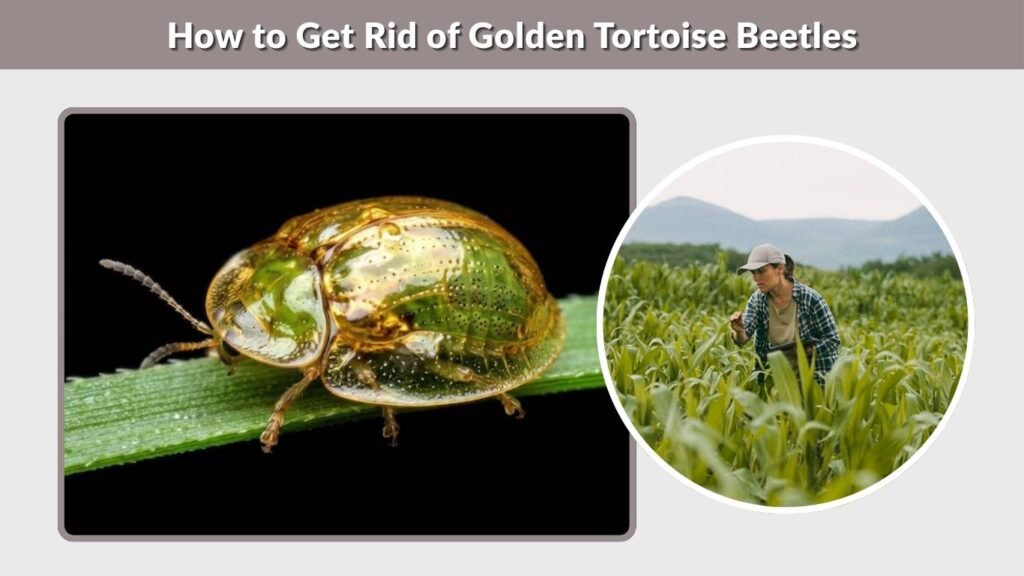 How to Get Rid of Golden Tortoise Beetles