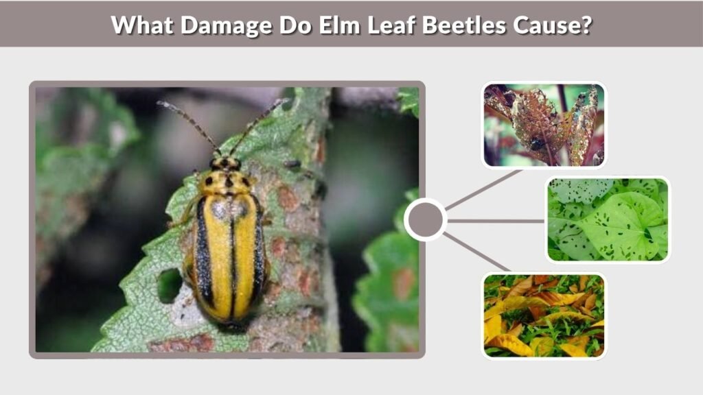 What Damage Do Elm Leaf Beetles Cause?
