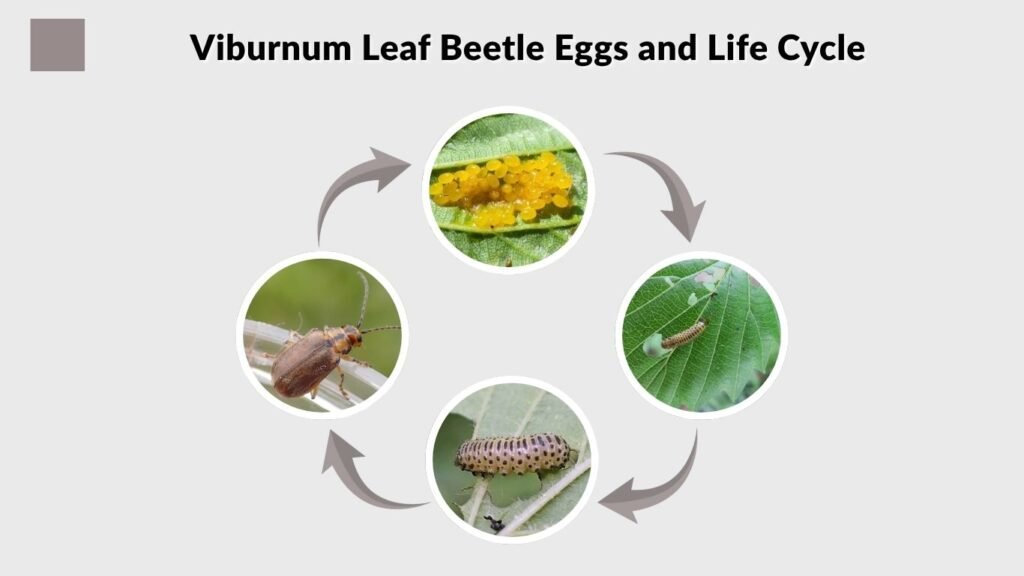 Viburnum Leaf Beetle Eggs and Life Cycle